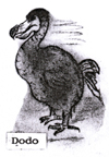Dodo