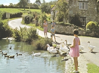 Picture of Feeding time at the Duck Pond nr. Whitecliff Bay