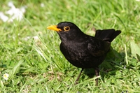 Picture of a Blackbird feeding