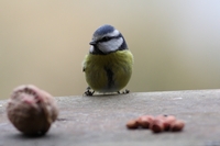 Picture of an Blue Tit