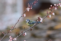 Picture of a Blue Tit on blossom