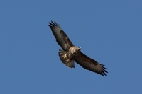 Picture of a Buzzard flying