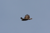 Picture of a Buzzard