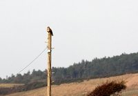 Picture of a Buzzard