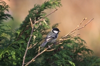 Picture of a Coal Tit