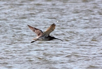 Picture of a Curlew