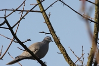 Picture of a Dove