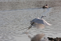 Picture of a Egret