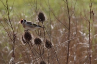 Picture of a Goldfinch