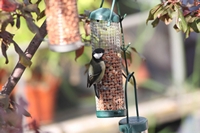 Picture of a Greattit