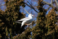 Picture of a Gull in tree
