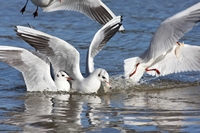 Picture of a Gulls feeding
