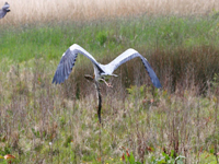Picture of a Heron