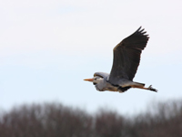 Picture of a Heron