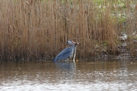 Picture of a Heron catching an eel