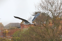 Picture of a Heron in flight