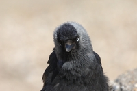 Picture of a Jackdaw