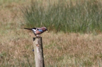 Picture of a Jay on wooden post
