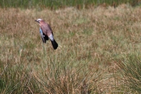 Picture of a Jay