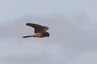 Picture of a Kestral