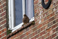 Picture of a Kestral