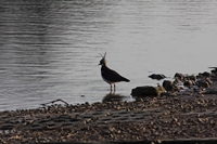 Picture of a Lapwing