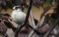 Picture of a Long Tail Tit