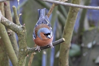 Picture of a male Chaffinch