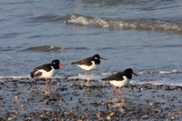 Picture of Oystercatchers