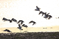 Picture of a Oystercatchers flying
