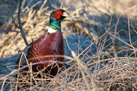 Picture of a male Pheasant