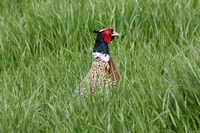 Picture of a male Pheasant in grass