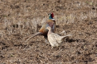 Picture of a male and female Pheasant