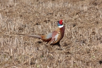 Picture of a male Pheasant running