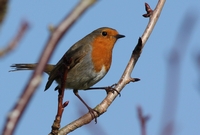 Picture of a Robin