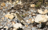 Picture of a Rock Pipit