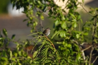 Picture of an Sparrow