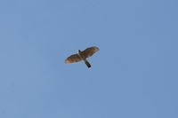 Picture of a Sparrow Hawk in flight
