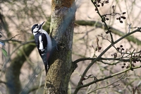 Picture of a Great Spotted Woodpecker