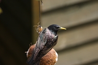 Picture of an Starling