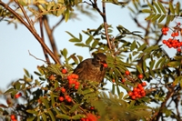 Picture of a Thrush