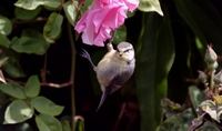 Picture of a tit