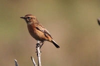 Picture of a Winchat