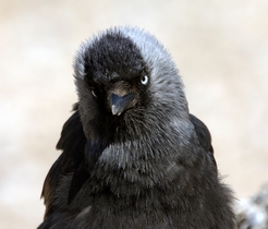 Picture of Jackdaw