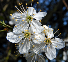 Picture of Prunus flower