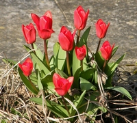 Picture of Tulip