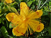 Picture of St John's Wort