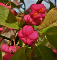 Picture of Spinleberry