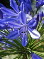Picture of African Lily