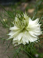 Picture of Love In a Mist